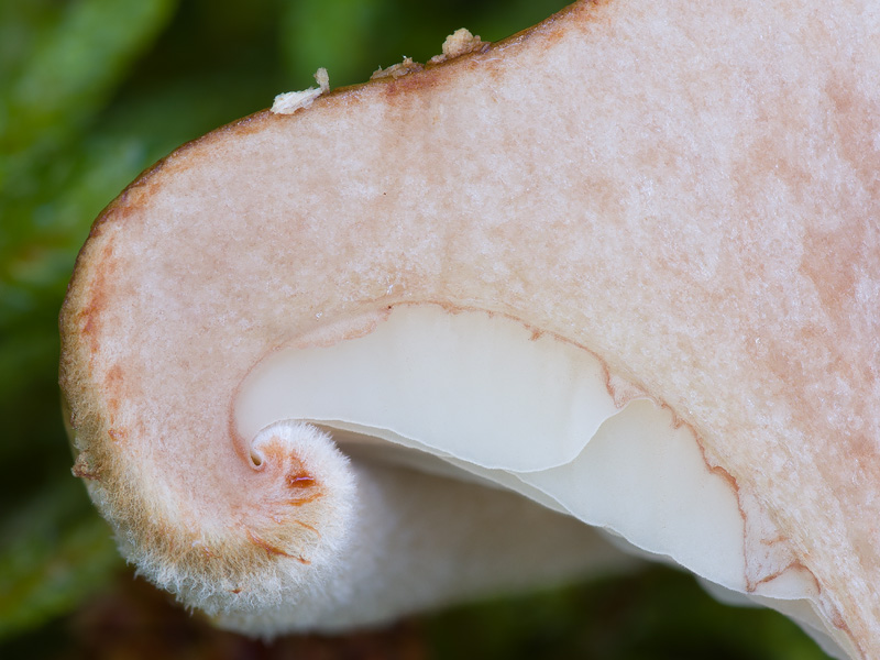 Paxillus involutus